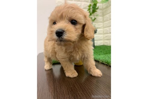 成約済の岡山県のマルプー:マルチーズ×トイプードル-326026の9枚目