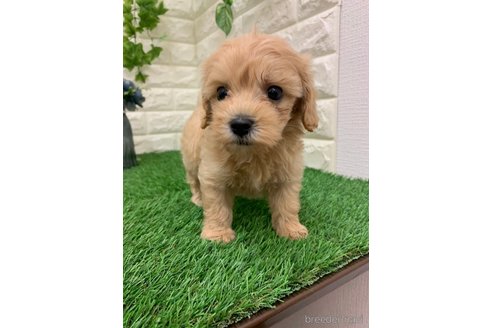 成約済の岡山県のマルプー:マルチーズ×トイプードル-326026の2枚目