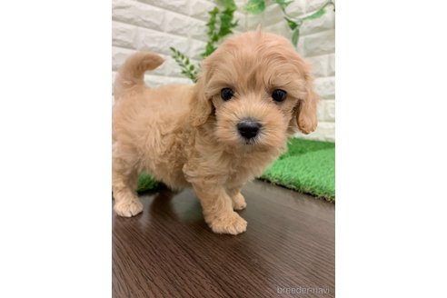 成約済の岡山県のマルプー:マルチーズ×トイプードル-326026の3枚目