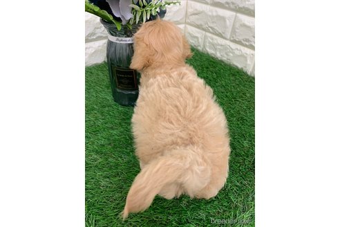 成約済の岡山県のマルプー:マルチーズ×トイプードル-326026の7枚目