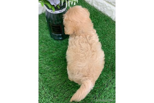 成約済の岡山県のマルプー:マルチーズ×トイプードル-326026の8枚目