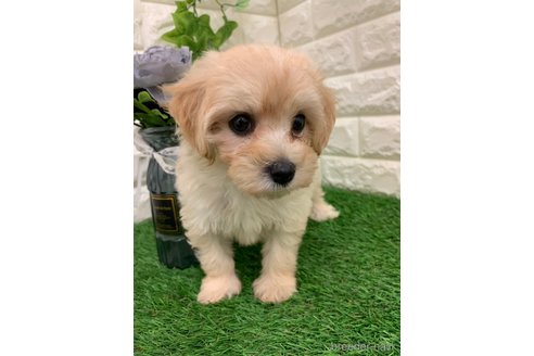 成約済の岡山県のマルプー:マルチーズ×トイプードル-326028の6枚目