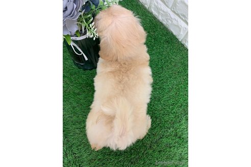 成約済の岡山県のマルプー:マルチーズ×トイプードル-326028の7枚目