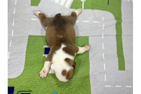 成約済の愛知県のブルドッグ-326032の4枚目
