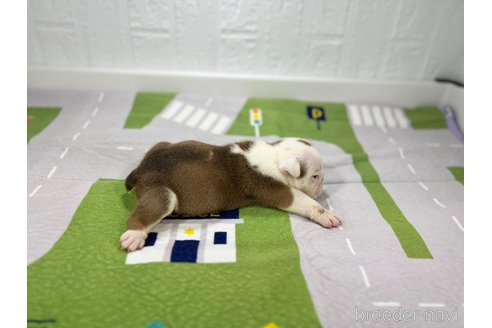 成約済の愛知県のブルドッグ-326032の6枚目