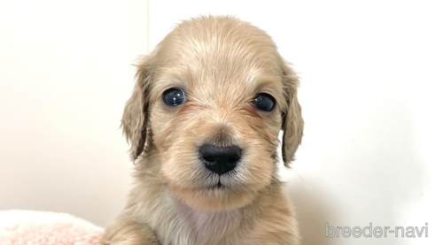 成約済の広島県のミニチュアダックスフンド(ロングヘアード)-326034の1枚目