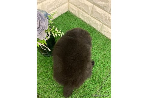 成約済の岡山県のポメラニアン-326035の12枚目