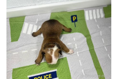 成約済の愛知県のブルドッグ-326036の5枚目