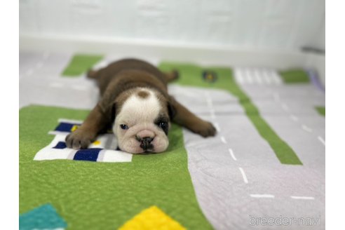 成約済の愛知県のブルドッグ-326039の2枚目