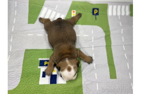 成約済の愛知県のブルドッグ-326039の4枚目