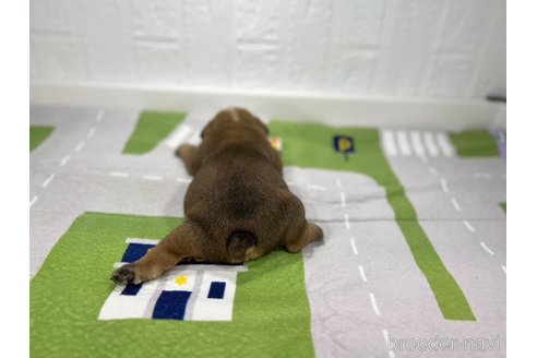 成約済の愛知県のブルドッグ-326039の5枚目