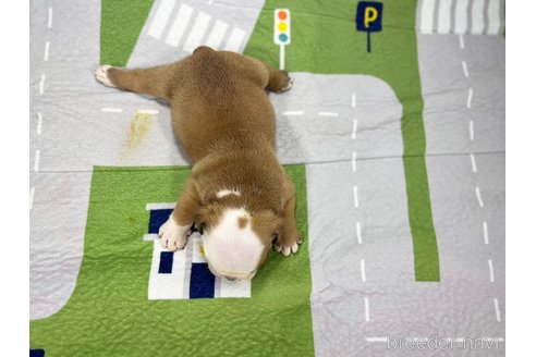 成約済の愛知県のブルドッグ-326042の6枚目