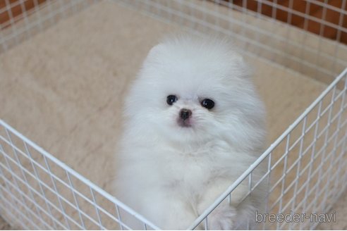 成約済の鹿児島県のポメラニアン-326048の5枚目