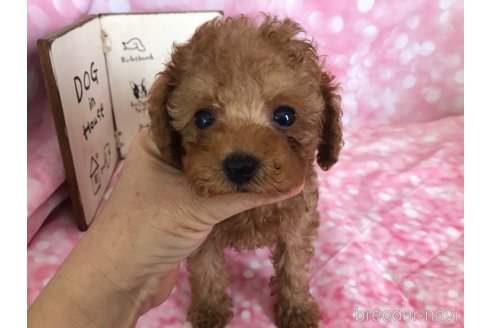 成約済の愛知県のタイニープードル-326049の2枚目