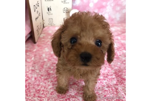 成約済の愛知県のタイニープードル-326049の1枚目