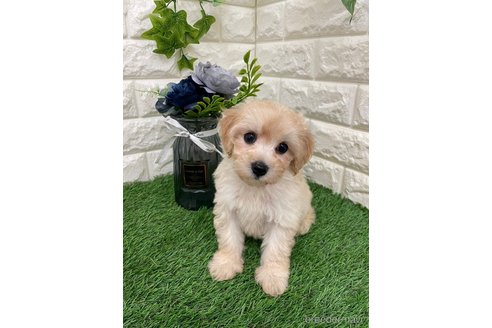 成約済の岡山県のマルプー:マルチーズ×トイプードル-326028の5枚目