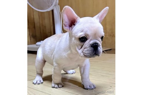 成約済の愛媛県のフレンチブルドッグ-322575の5枚目