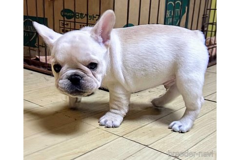 成約済の愛媛県のフレンチブルドッグ-322575の2枚目