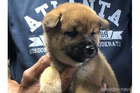 成約済の愛知県の柴犬-326095