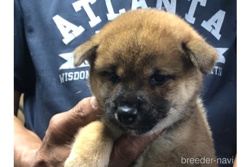 成約済の愛知県の柴犬-326095の5枚目