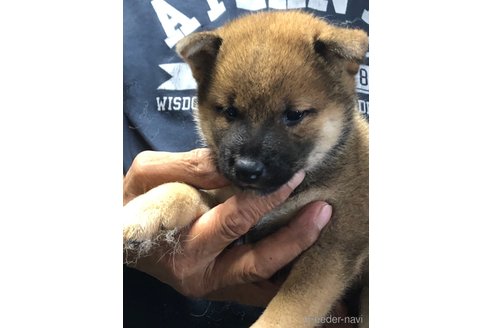 成約済の愛知県の柴犬-326096