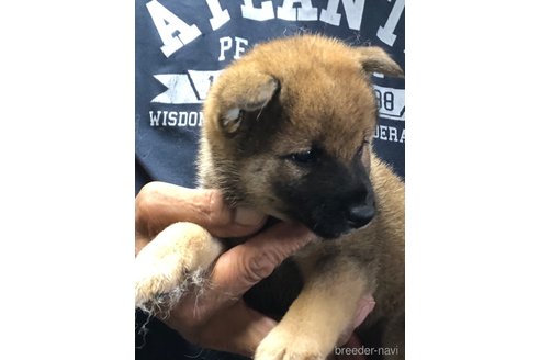 成約済の愛知県の柴犬-326096の5枚目