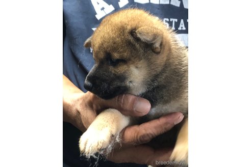 成約済の愛知県の柴犬-326096の4枚目