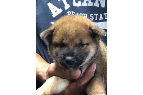 成約済の愛知県の柴犬-326096の3枚目