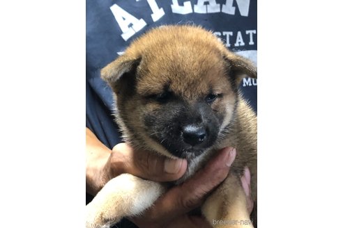 成約済の愛知県の柴犬-326096の2枚目