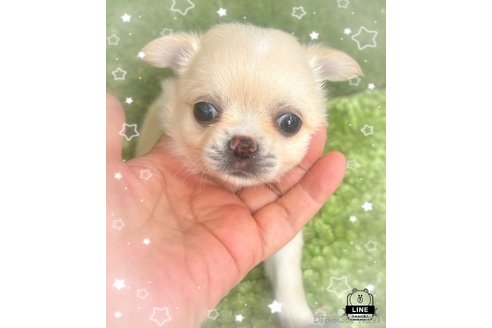 成約済の愛媛県のチワワ(ロングコート)-321897の1枚目