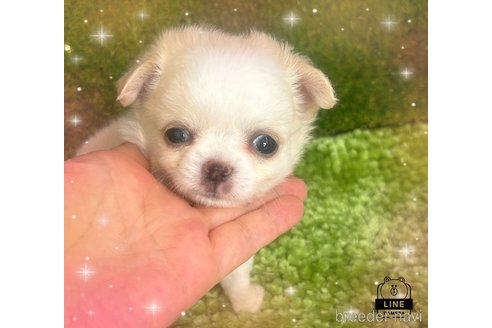 成約済の愛媛県のチワワ(ロングコート)-321894の1枚目