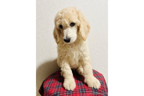 成約済の神奈川県のスタンダードプードル-322417の9枚目