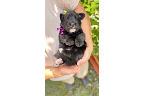 成約済の岐阜県のミックス犬-326137の7枚目