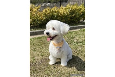 成約済の愛知県のマルプー:マルチーズ×トイプードル-326141の6枚目