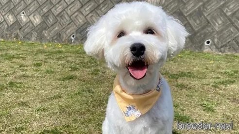 成約済の愛知県のマルプー:マルチーズ×トイプードル-326141の5枚目