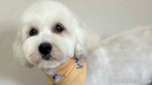 成約済の愛知県のマルプー:マルチーズ×トイプードル-326141の2枚目