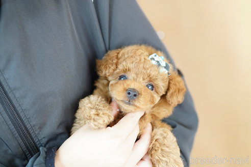 成約済の埼玉県のトイプードル-326146の5枚目