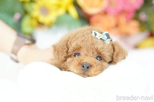 成約済の埼玉県のトイプードル-326146の4枚目