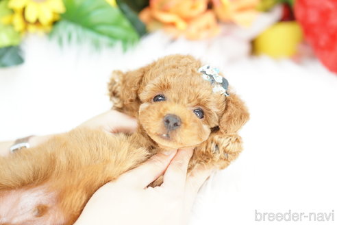 成約済の埼玉県のトイプードル-326146の3枚目