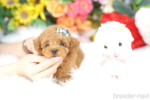 成約済の埼玉県のトイプードル-326146の2枚目