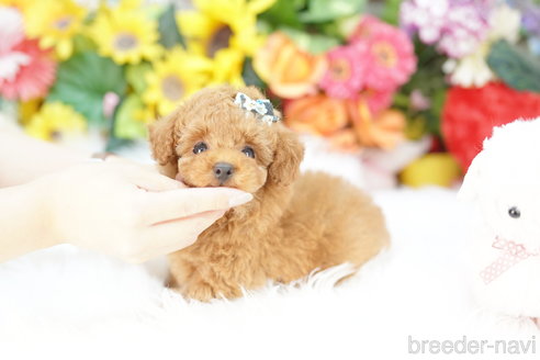 成約済の埼玉県のトイプードル-326146の1枚目