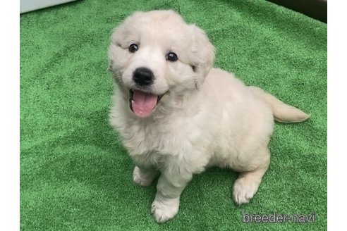成約済の静岡県のゴールデンレトリーバー-326151の11枚目