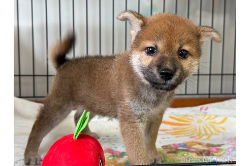成約済の岡山県の柴犬-326149の4枚目