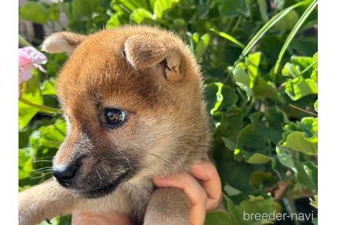 成約済の岡山県の柴犬-326149の5枚目