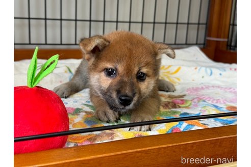 成約済の岡山県の柴犬-326149の2枚目