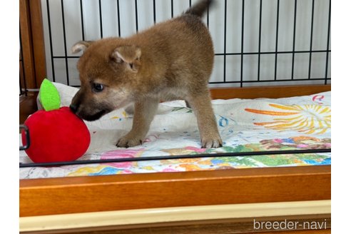 成約済の岡山県の柴犬-326149の3枚目