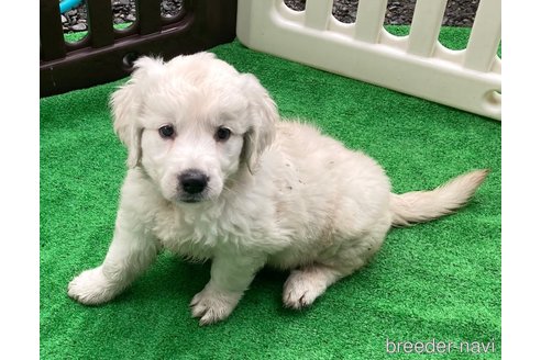 成約済の静岡県のゴールデンレトリーバー-326151の8枚目