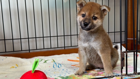 成約済の岡山県の柴犬-326149の1枚目