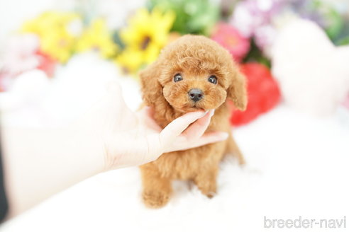 成約済の埼玉県のトイプードル-326150の2枚目