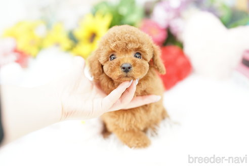 成約済の埼玉県のトイプードル-326150